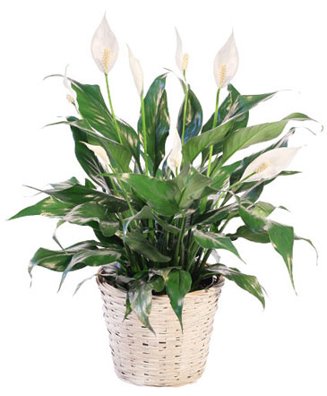 Healthy peace lily plant in a decorative ceramic pot